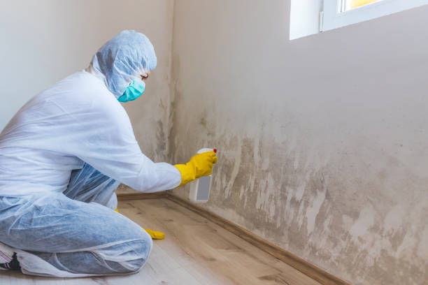Professional mold removal team in Eden Prairie